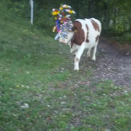 Apartament Aschaber Waidring